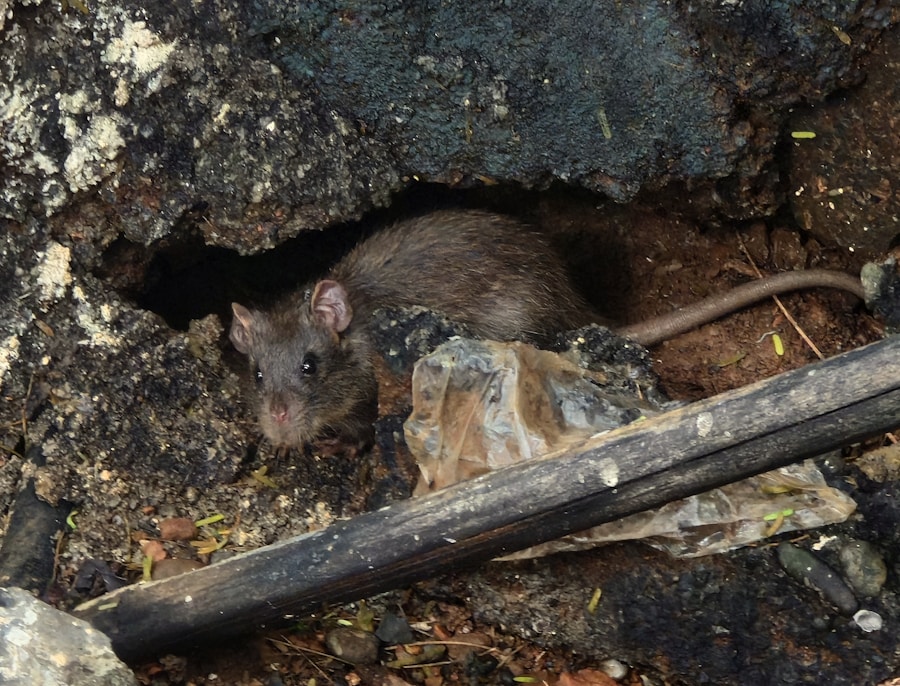 Ratte in natürlicher Umgebung